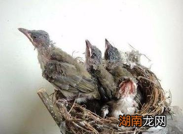 白头鹎平时吃大量的害虫 白头翁吃什么食物长得快能开口叫