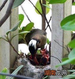 白头鹎平时吃大量的害虫 白头翁吃什么食物长得快能开口叫