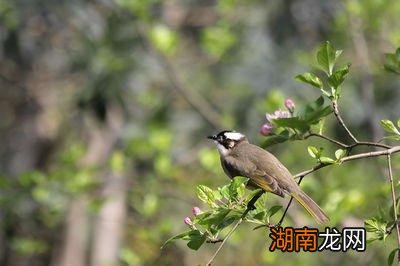 白头鹎平时吃大量的害虫 白头翁吃什么食物长得快能开口叫