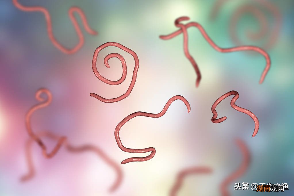 鲫鱼尾巴有红线怎么回事 鲫鱼尾巴上有红血丝是寄生虫吗