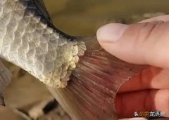 鲫鱼尾巴有红线怎么回事 鲫鱼尾巴上有红血丝是寄生虫吗