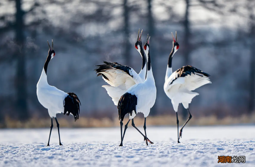 有关赞美鹤的唯美诗词大全 关于鹤的诗句有哪些