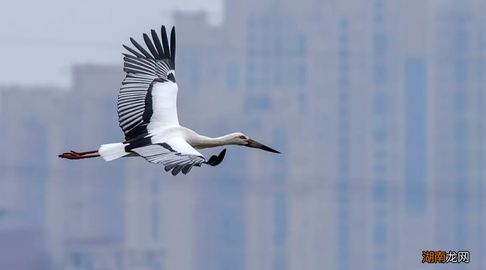 有关赞美鹤的唯美诗词大全 关于鹤的诗句有哪些