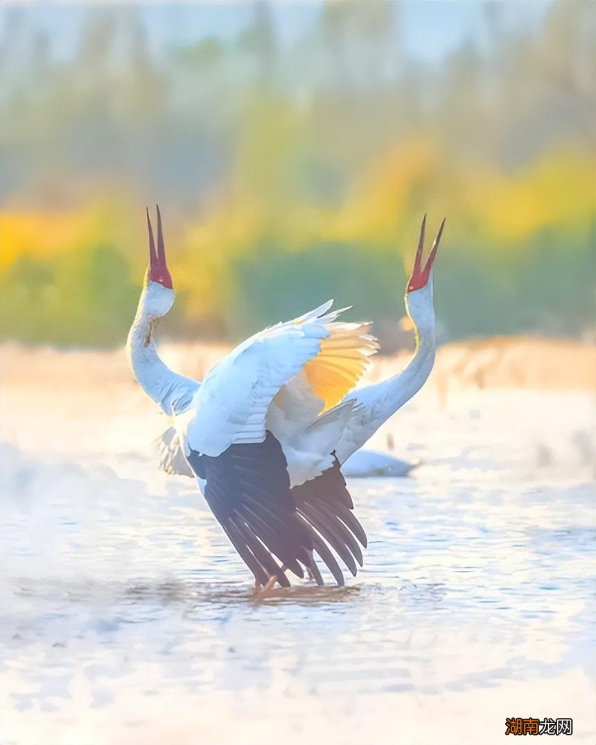 有关赞美鹤的唯美诗词大全 关于鹤的诗句有哪些