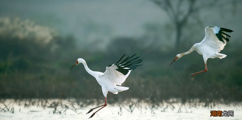 有关赞美鹤的唯美诗词大全 关于鹤的诗句有哪些