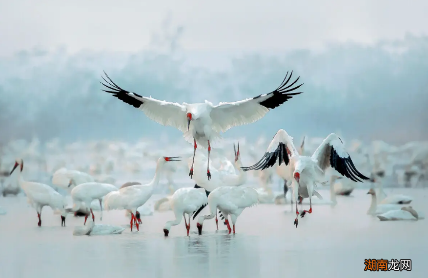 有关赞美鹤的唯美诗词大全 关于鹤的诗句有哪些