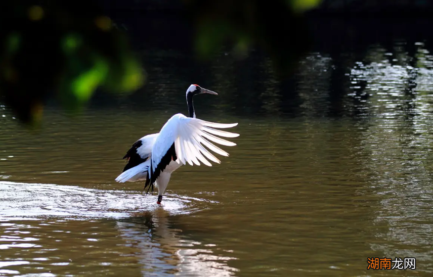 有关赞美鹤的唯美诗词大全 关于鹤的诗句有哪些