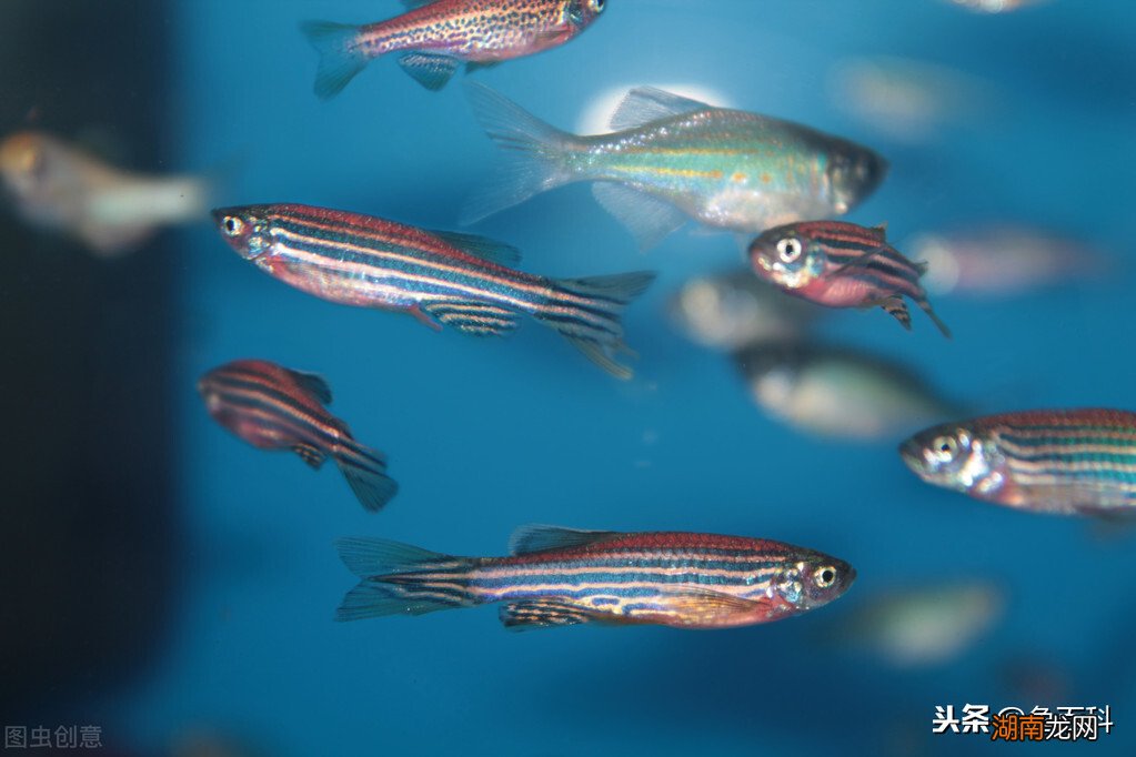 观赏斑马鱼多大开始繁殖频率高 斑马鱼多久繁殖一次