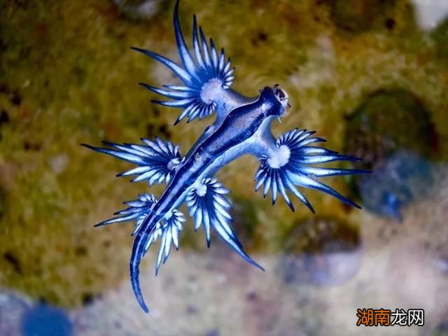 海蛞蝓的生活习性及毒素来源简介 海蛞蝓有毒吗