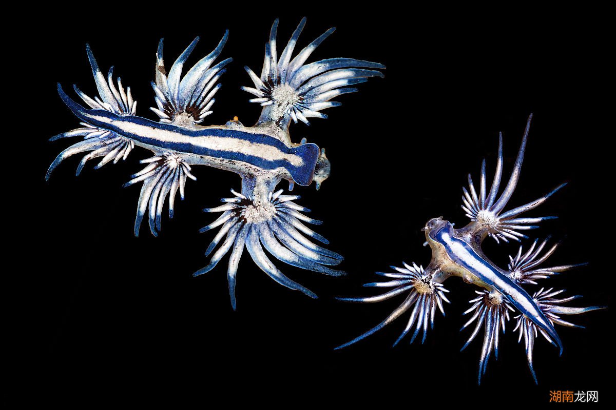 海蛞蝓的生活习性及毒素来源简介 海蛞蝓有毒吗
