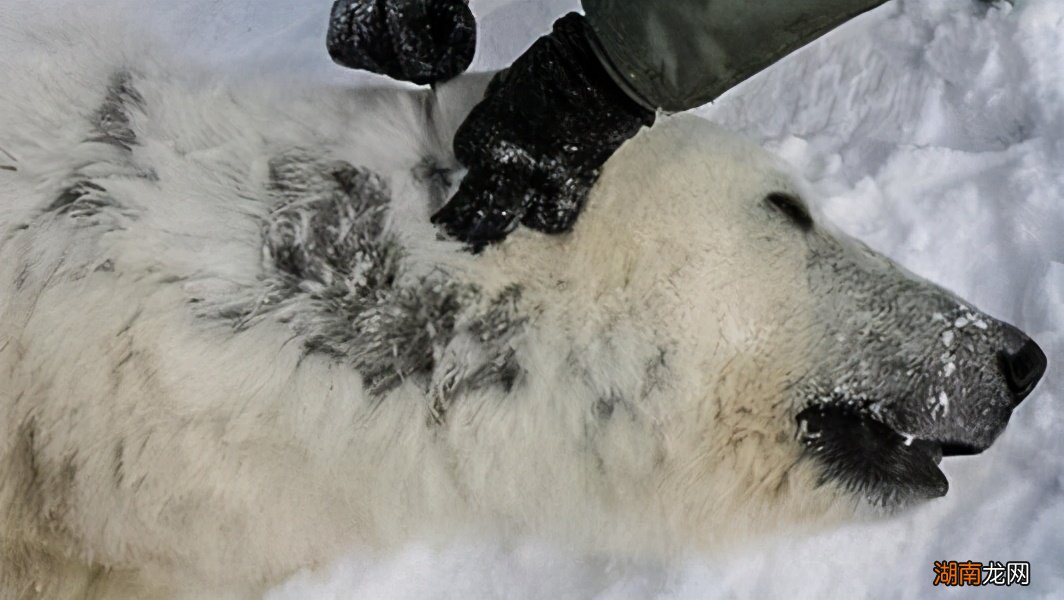 北极熊需要怎样度过寒冷的冬天 北极熊冬眠吗