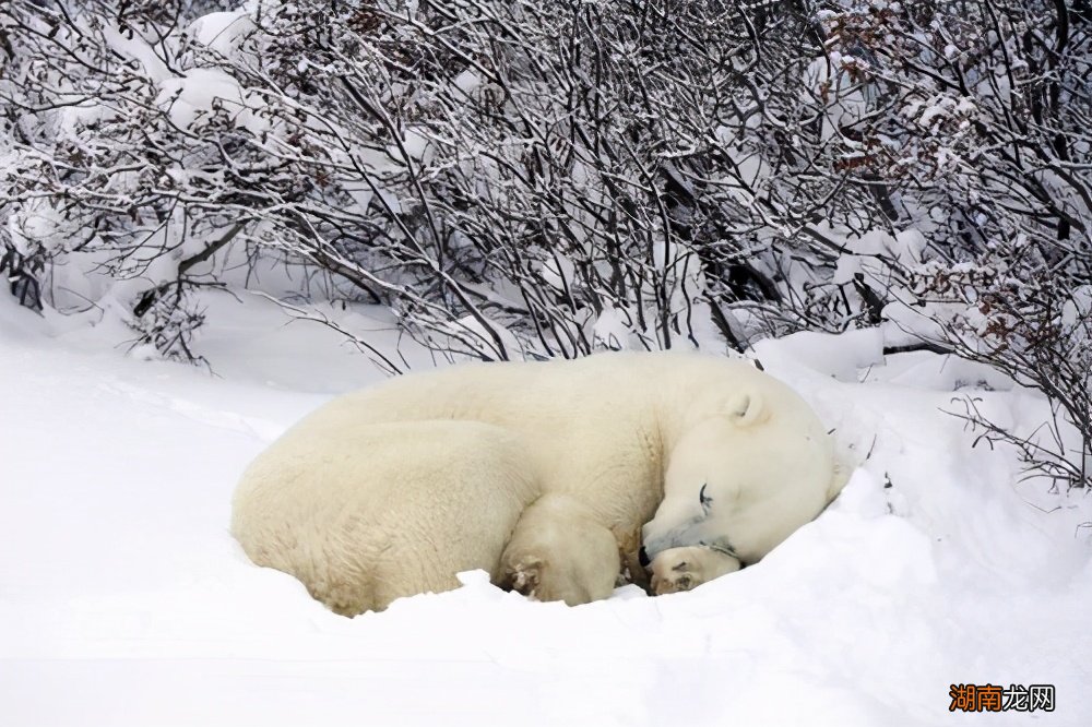 北极熊需要怎样度过寒冷的冬天 北极熊冬眠吗