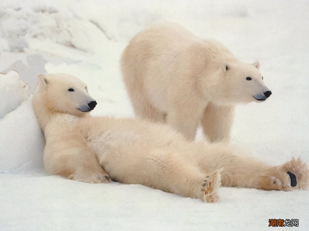 北极熊需要怎样度过寒冷的冬天 北极熊冬眠吗