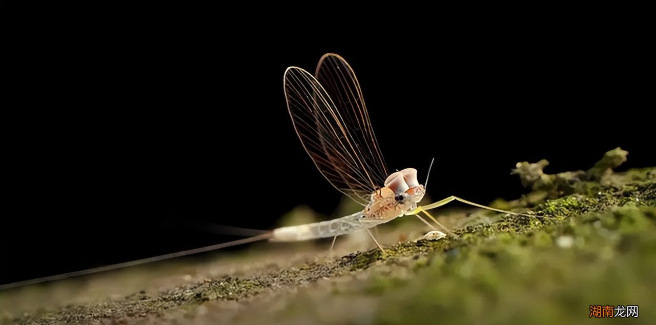 蜉蝣放弃进食是为了繁衍后代吗 蜉蝣为什么要比喻爱情