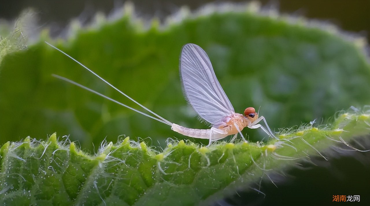 蜉蝣放弃进食是为了繁衍后代吗 蜉蝣为什么要比喻爱情
