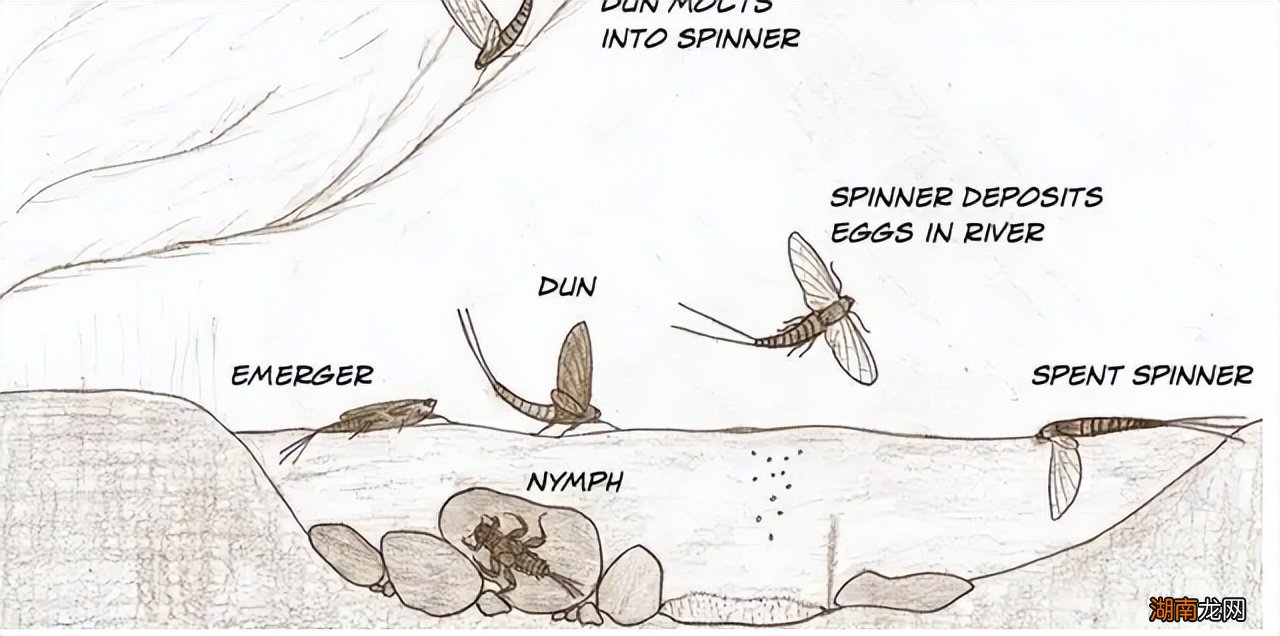 蜉蝣放弃进食是为了繁衍后代吗 蜉蝣为什么要比喻爱情