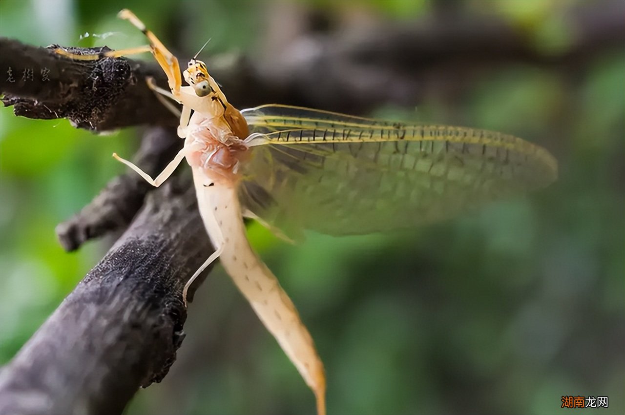 蜉蝣放弃进食是为了繁衍后代吗 蜉蝣为什么要比喻爱情