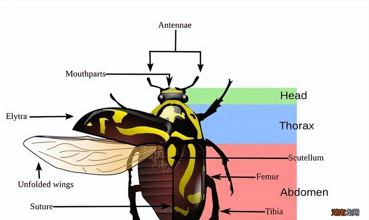 蜉蝣放弃进食是为了繁衍后代吗 蜉蝣为什么要比喻爱情