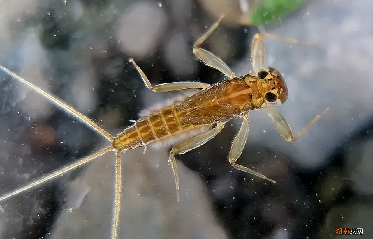 蜉蝣放弃进食是为了繁衍后代吗 蜉蝣为什么要比喻爱情