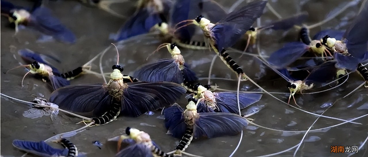 蜉蝣放弃进食是为了繁衍后代吗 蜉蝣为什么要比喻爱情