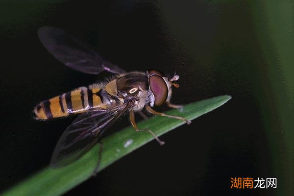 蜉蝣放弃进食是为了繁衍后代吗 蜉蝣为什么要比喻爱情