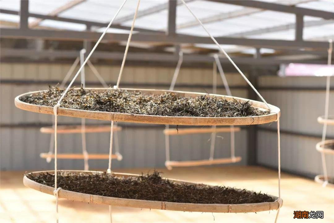 古树晒红的特点及功效 古树晒红是什么茶