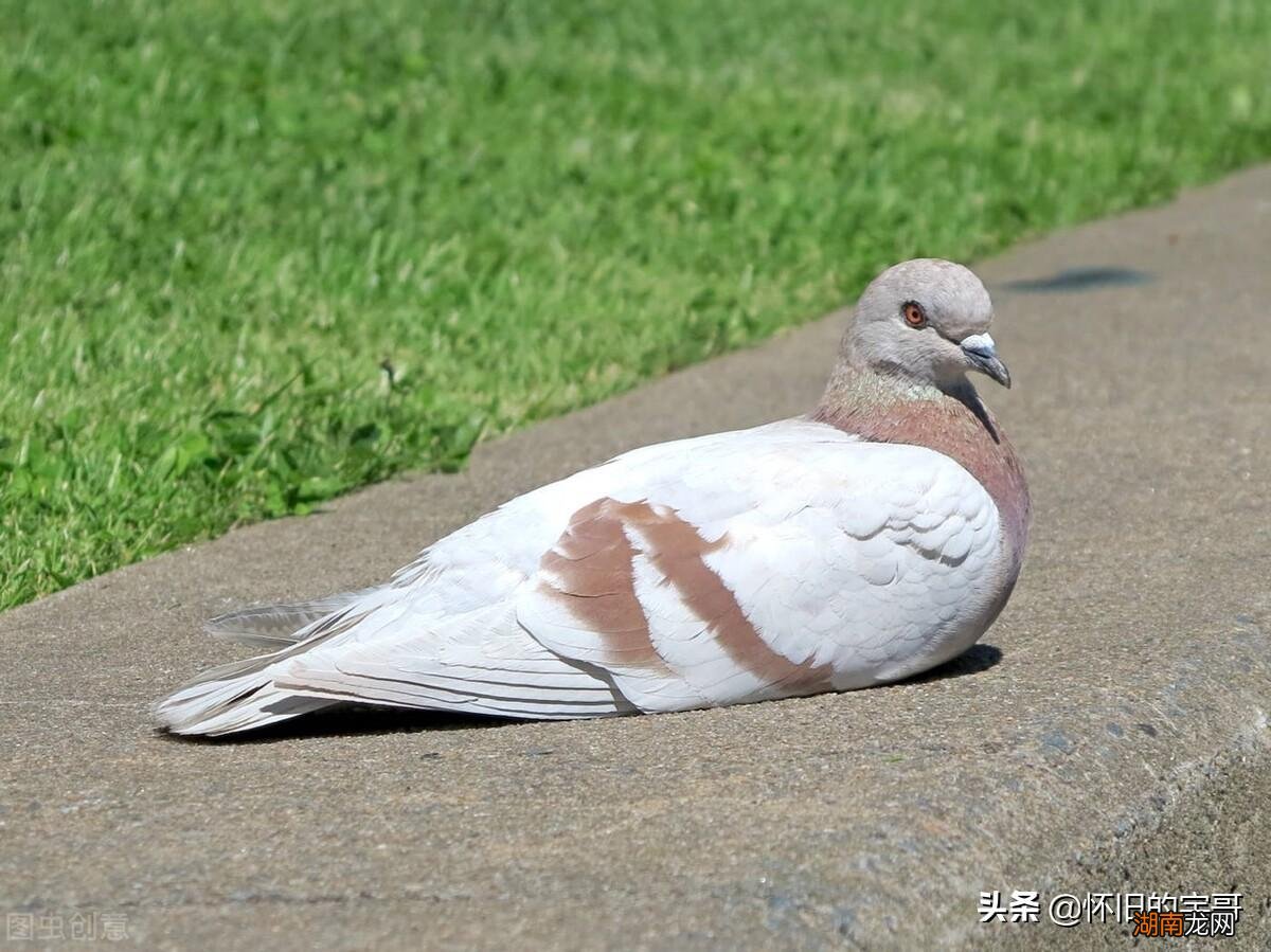 农村鸽子公母怎么看最准确 鸽子分公母最简单方法