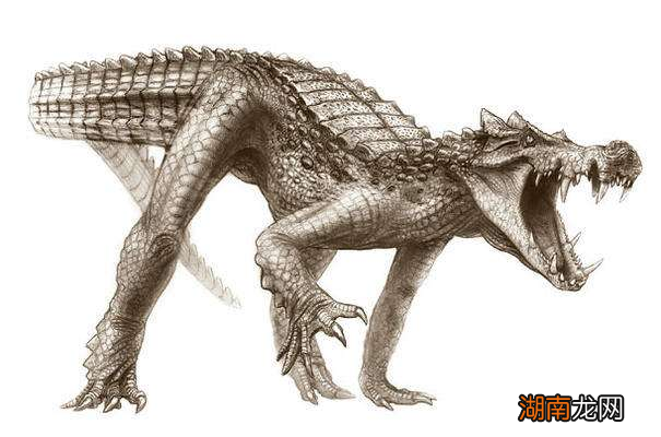 古老物种鳄鱼祖先什么龙图片 鳄鱼的祖先是什么东西名字