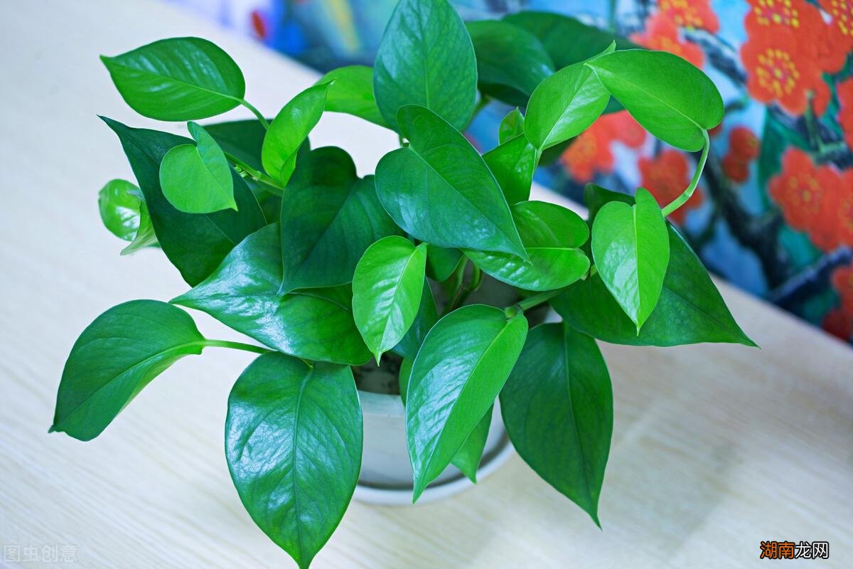 啤酒怎样发酵才能浇花长得茂盛 啤酒浇绿萝的正确方法