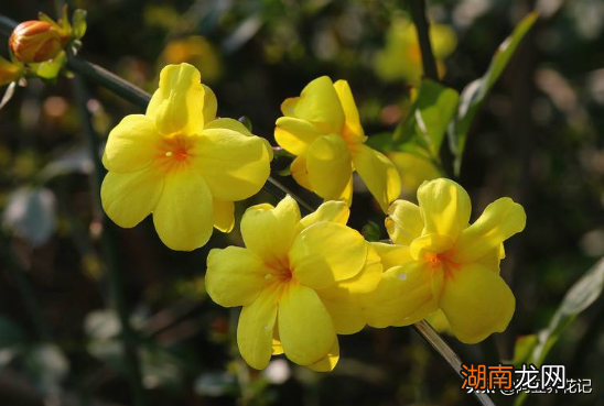 这样养护迎春花能延长花期 迎春花什么时候开花季节