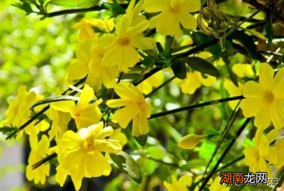 这样养护迎春花能延长花期 迎春花什么时候开花季节