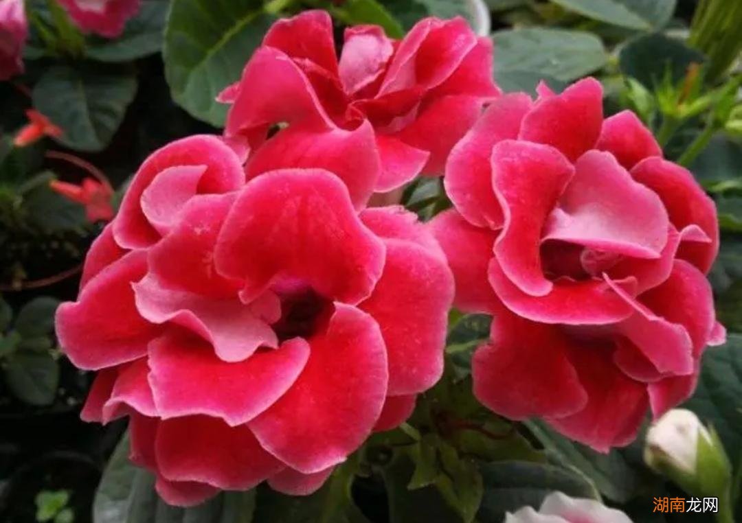 常年不见阳光适合养什么花  不喜欢阳光的室内花卉绿植