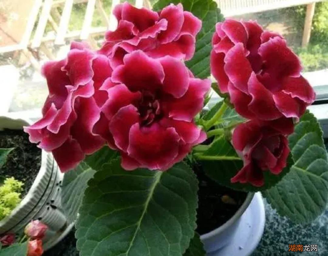 常年不见阳光适合养什么花  不喜欢阳光的室内花卉绿植