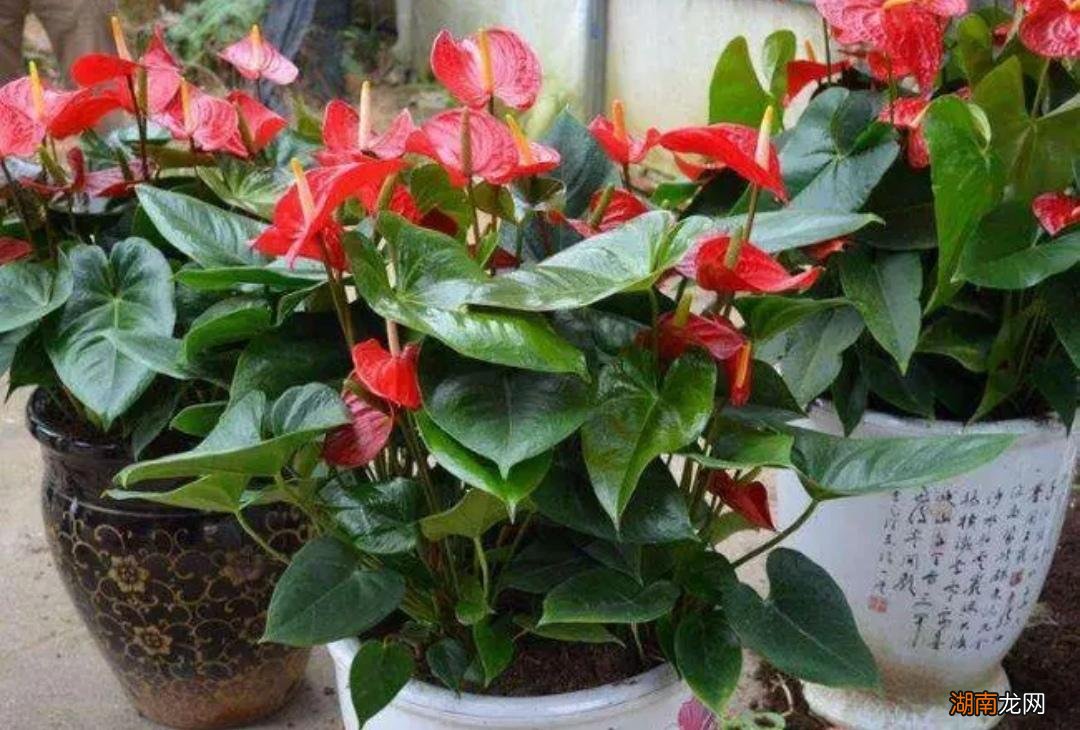 常年不见阳光适合养什么花  不喜欢阳光的室内花卉绿植