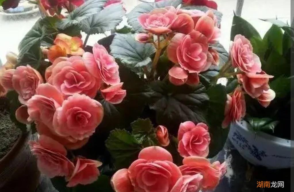 常年不见阳光适合养什么花  不喜欢阳光的室内花卉绿植