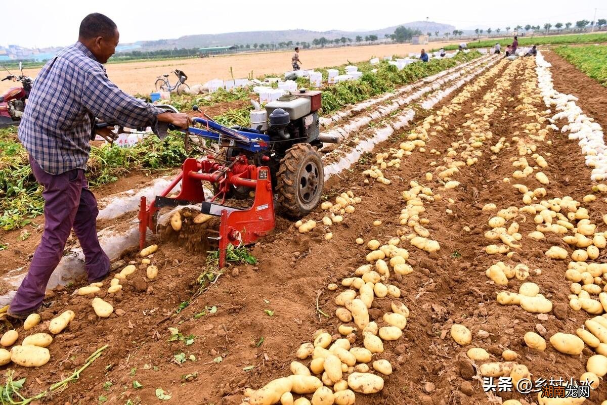 土豆种植需要这4种肥料产量高 种土豆用什么底肥最好讲解