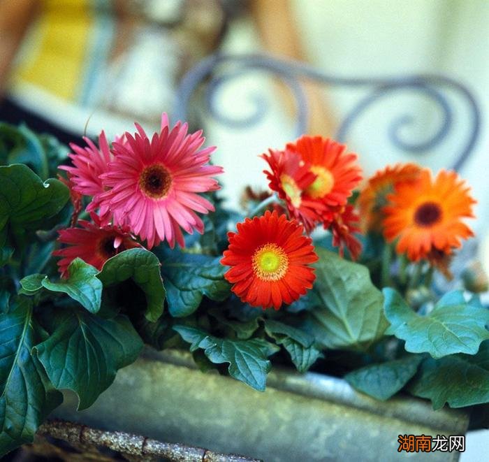 橘皮水养花的优缺点与注意事项 橘子皮浇花的害处