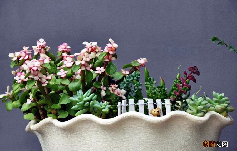 橘皮水养花的优缺点与注意事项 橘子皮浇花的害处