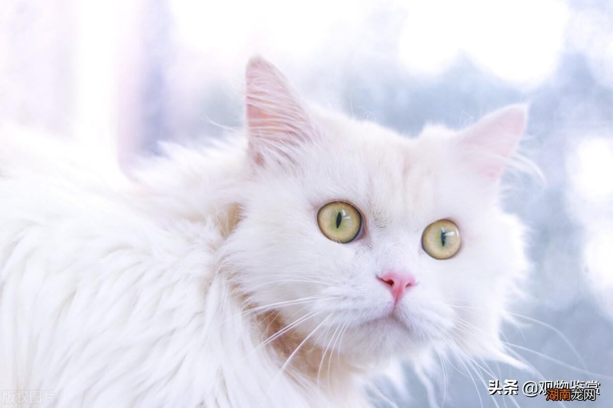 白毛蓝眼睛的几种猫咪品种 蓝眼白猫是什么品种图片