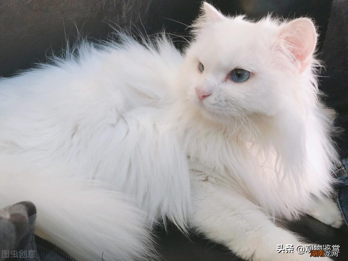 白毛蓝眼睛的几种猫咪品种 蓝眼白猫是什么品种图片