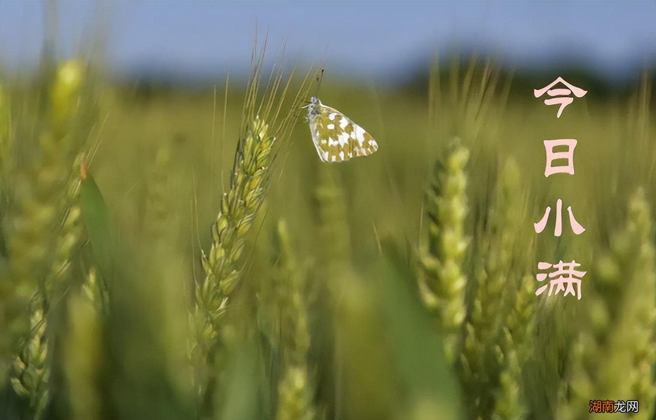 5句小满谚语饱含古人智慧 关于小满节气的谚语或知识
