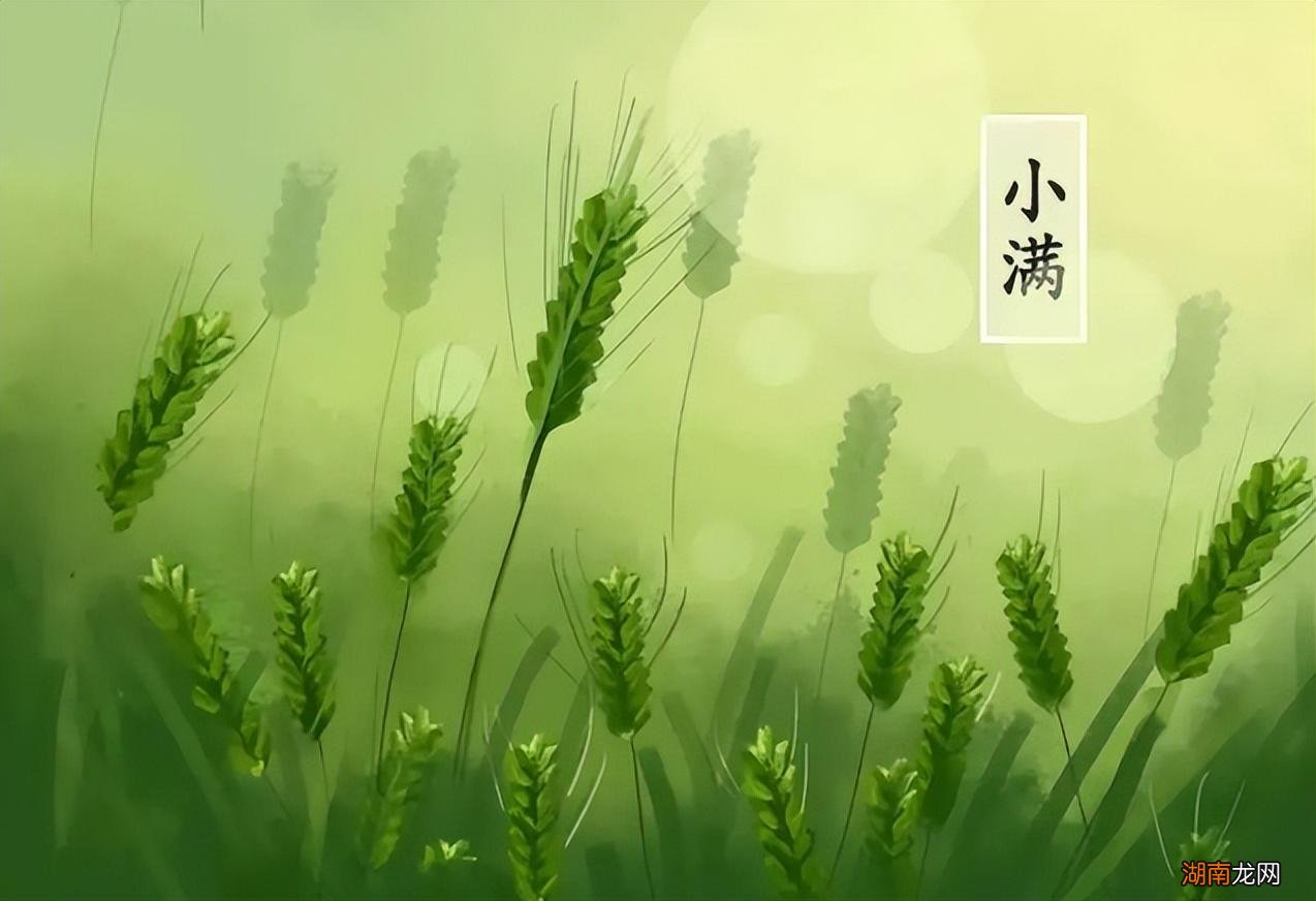 5句小满谚语饱含古人智慧 关于小满节气的谚语或知识