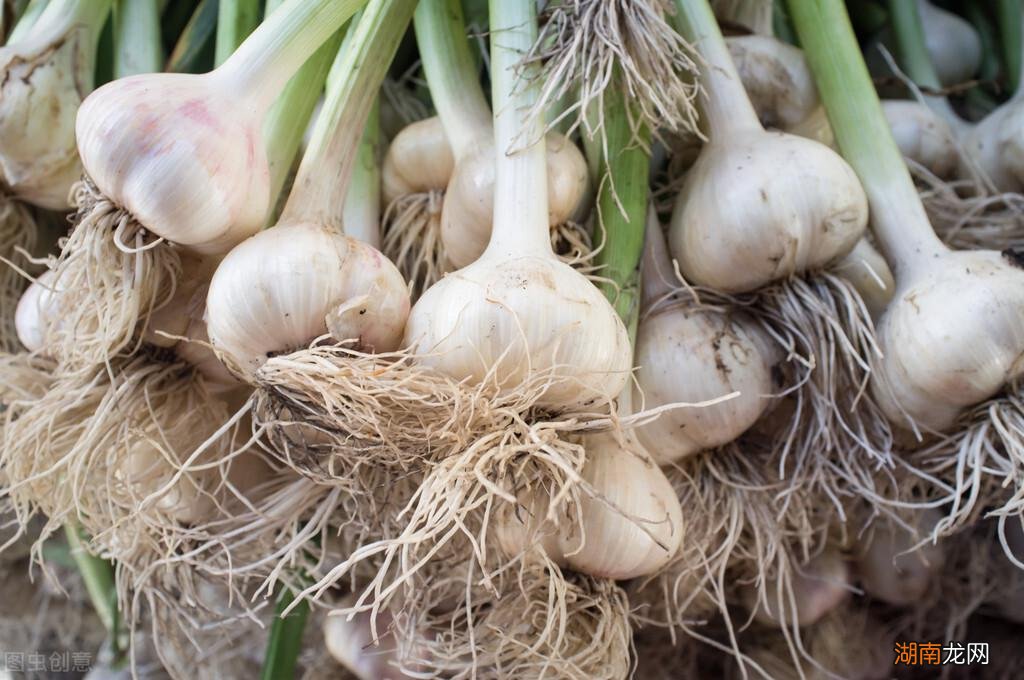 详细介绍大蒜种植时间和方法过程 种蒜的方法和步骤