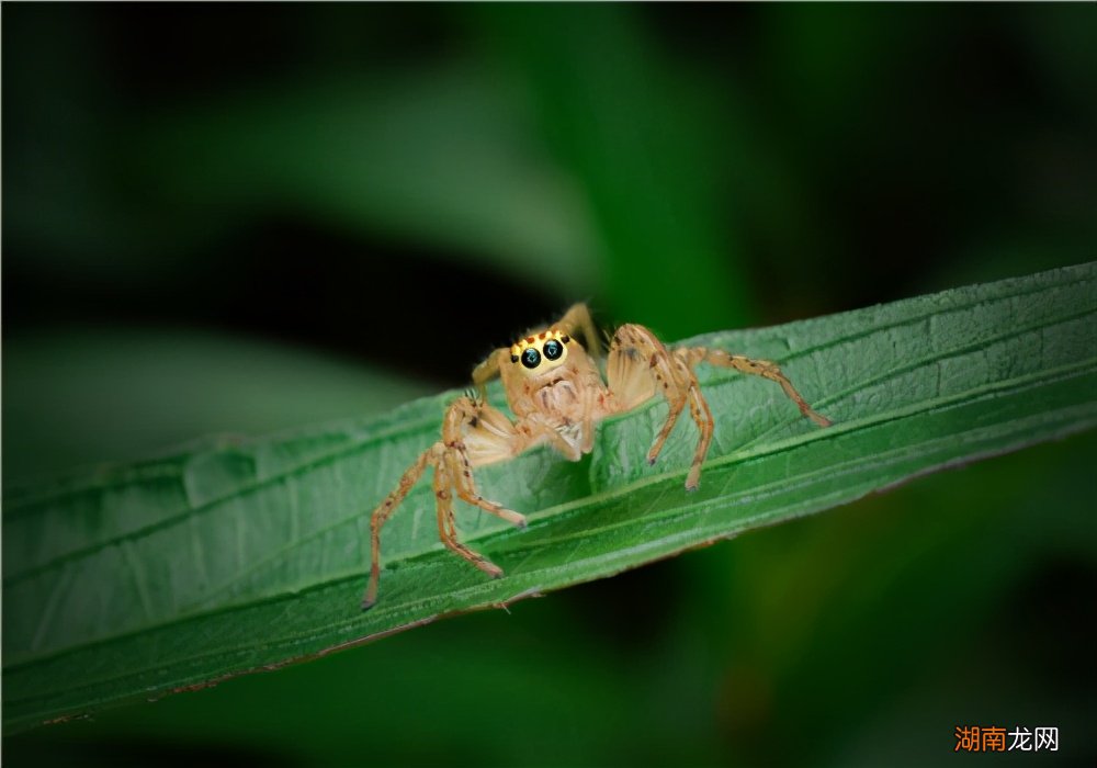 消除进来家里的蜘蛛的小妙招 房间里有蜘蛛怎么办