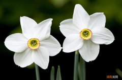 水仙花黄叶这样处理才正确 水仙花叶子发黄怎么回事