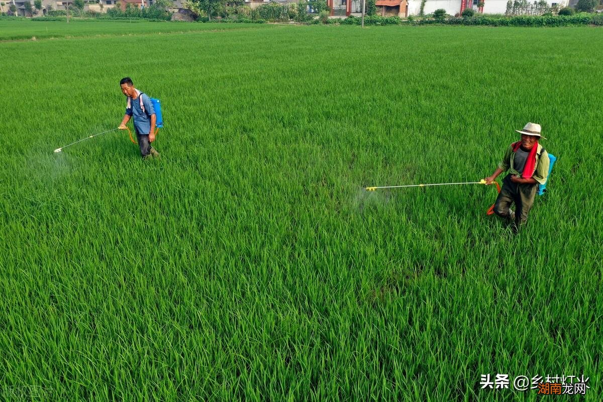 矮壮素使用正确产量增长不是问题 矮壮素的使用方法和用量