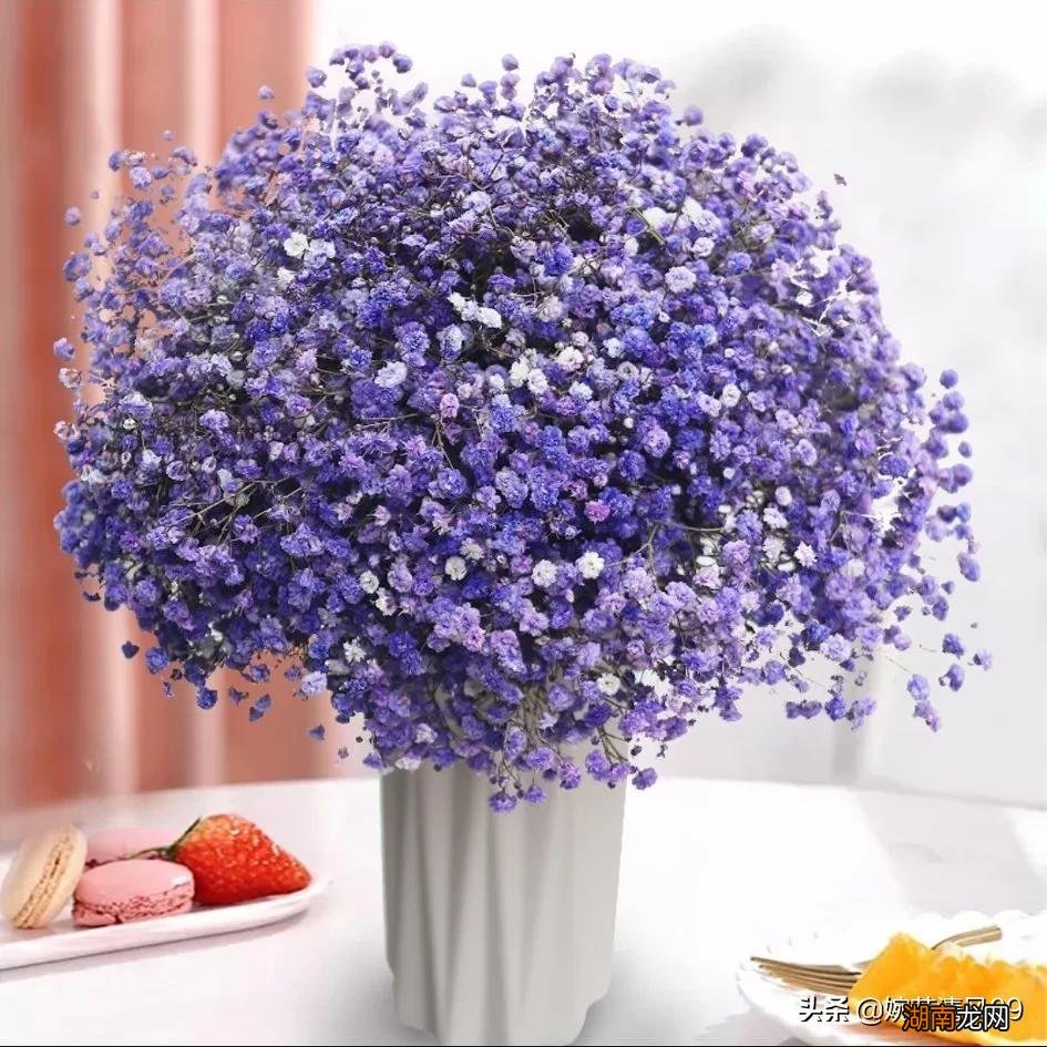 7种不同颜色满天星各代表的寓意 蓝色满天星的花语含义
