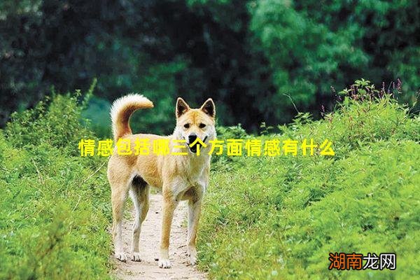情感包括哪三个方面情感有什么