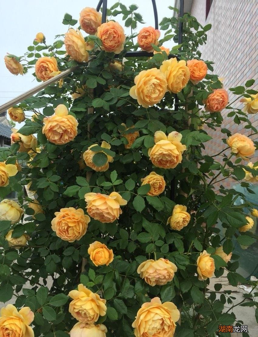 小型藤本月季黄金庆典丰花勤花 黄金庆典月季好养吗