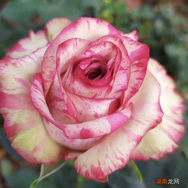 玫瑰、月季、蔷薇区别图片 玫瑰和月季如何区分